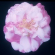 Cecile Brunazzi Variegated